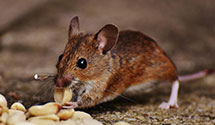 24 Hour & Emergency Exterminators in Estero, FL